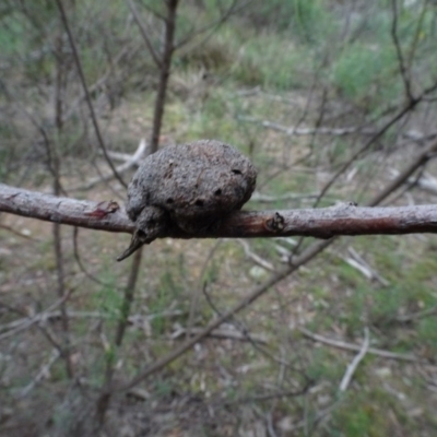 Unidentified gall of Acacia sp. at Bruce, ACT - 24 Jun 2020 by AndyRussell