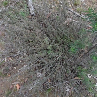 Gaudium multicaule (Teatree) at Bruce, ACT - 24 Jun 2020 by AndyRussell