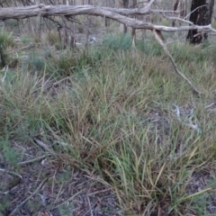 Dianella revoluta var. revoluta (Black-Anther Flax Lily) at Bruce, ACT - 24 Jun 2020 by AndyRussell