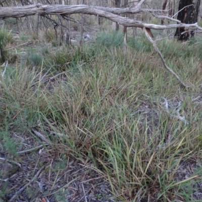 Dianella revoluta var. revoluta (Black-Anther Flax Lily) at Bruce Ridge to Gossan Hill - 24 Jun 2020 by AndyRussell