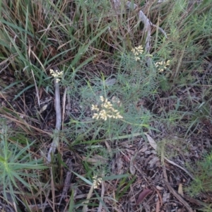 Cassinia quinquefaria at Bruce, ACT - 24 Jun 2020 02:45 PM