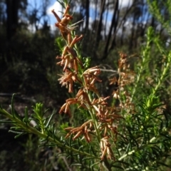 Cassinia sifton (Sifton Bush, Chinese Shrub) at Bruce, ACT - 24 Jun 2020 by AndyRussell