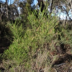 Cassinia sifton at Bruce, ACT - 24 Jun 2020 02:53 PM