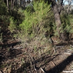 Cassinia sifton at Bruce, ACT - 24 Jun 2020 02:53 PM