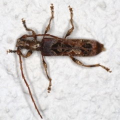 Tessaromma undatum (Velvet eucalypt longhorn beetle) at Ainslie, ACT - 24 Jun 2020 by jbromilow50
