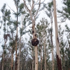 Native tree with hollow(s) (Native tree with hollow(s)) at Mogo, NSW - 17 Jun 2020 by nickhopkins