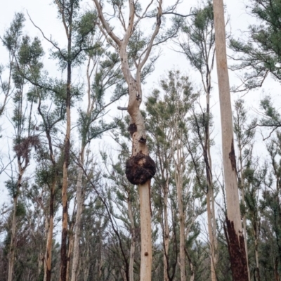 Native tree with hollow(s) (Native tree with hollow(s)) at Mogo, NSW - 17 Jun 2020 by nickhopkins