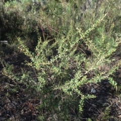 Bursaria spinosa (Native Blackthorn, Sweet Bursaria) at Gossan Hill - 24 Jun 2020 by AndyRussell