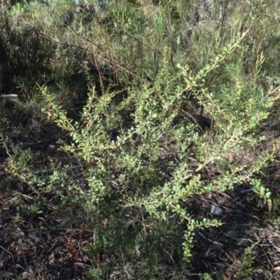 Bursaria spinosa (Native Blackthorn, Sweet Bursaria) at Bruce, ACT - 24 Jun 2020 by AndyRussell