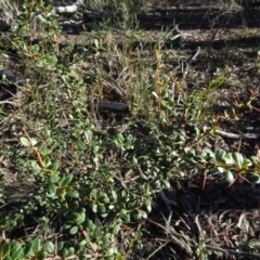 Bursaria spinosa at Bruce, ACT - 24 Jun 2020