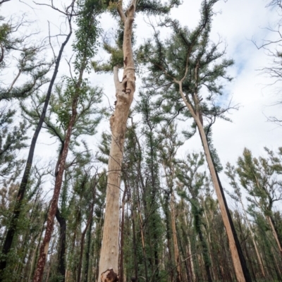 Native tree with hollow(s) (Native tree with hollow(s)) at Mogo, NSW - 17 Jun 2020 by nickhopkins