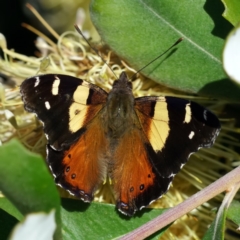 Vanessa itea (Yellow Admiral) at Acton, ACT - 25 Jun 2020 by dimageau