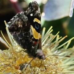 Vanessa itea at Acton, ACT - 25 Jun 2020 01:07 PM