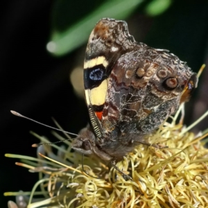 Vanessa itea at Acton, ACT - 25 Jun 2020 01:07 PM