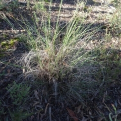 Rytidosperma pallidum (Red-anther Wallaby Grass) at Gossan Hill - 24 Jun 2020 by AndyRussell