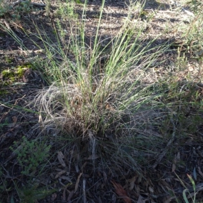 Rytidosperma pallidum (Red-anther Wallaby Grass) at Bruce, ACT - 24 Jun 2020 by AndyRussell