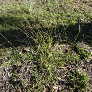 Microlaena stipoides at Bruce, ACT - 24 Jun 2020