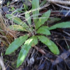 Senecio sp. (A Fireweed) at Gossan Hill - 24 Jun 2020 by AndyRussell