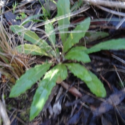 Senecio (genus) (A Fireweed) at Bruce, ACT - 24 Jun 2020 by AndyRussell