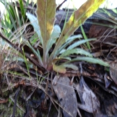 Senecio sp. at Bruce, ACT - 24 Jun 2020