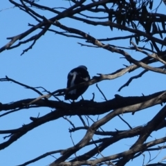 Gymnorhina tibicen (Australian Magpie) at Gossan Hill - 24 Jun 2020 by AndyRussell