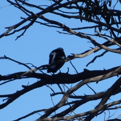 Gymnorhina tibicen (Australian Magpie) at Gossan Hill - 24 Jun 2020 by AndyRussell