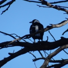 Gymnorhina tibicen at Bruce, ACT - 24 Jun 2020