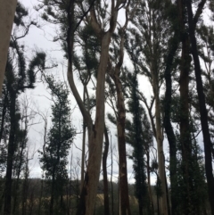 Native tree with hollow(s) (Native tree with hollow(s)) at Mogo, NSW - 23 Jun 2020 by nickhopkins