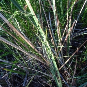 Glycine clandestina at Bruce, ACT - 24 Jun 2020 01:41 PM