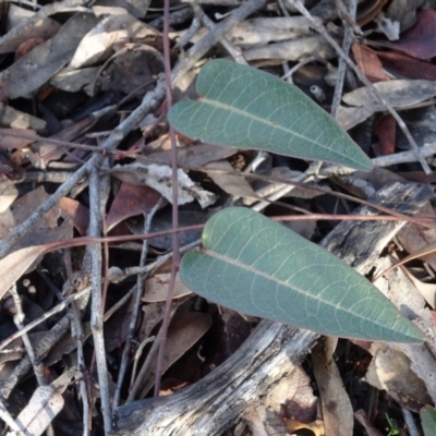 Hardenbergia violacea (False Sarsaparilla) at Gossan Hill - 24 Jun 2020 by AndyRussell