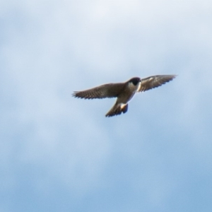 Falco peregrinus at Paddys River, ACT - 24 Jun 2020 12:54 PM