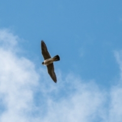 Falco peregrinus at Paddys River, ACT - 24 Jun 2020 12:54 PM