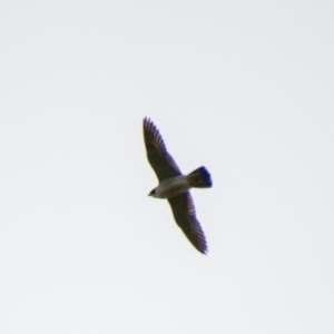 Falco peregrinus at Paddys River, ACT - 24 Jun 2020 12:54 PM