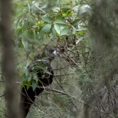 Calyptorhynchus lathami (Glossy Black-Cockatoo) at Wingello, NSW - 25 Jun 2020 by Aussiegall