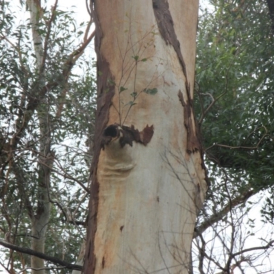 Native tree with hollow(s) (Native tree with hollow(s)) at Mogo, NSW - 23 Jun 2020 by nickhopkins