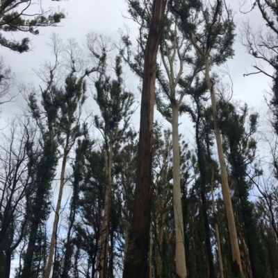 Native tree with hollow(s) (Native tree with hollow(s)) at Mogo, NSW - 23 Jun 2020 by nickhopkins