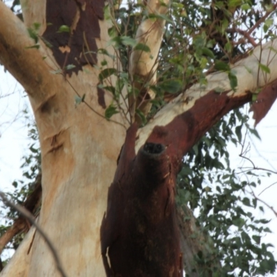 Native tree with hollow(s) (Native tree with hollow(s)) at Mogo, NSW - 23 Jun 2020 by nickhopkins