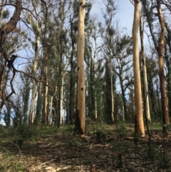 Native tree with hollow(s) (Native tree with hollow(s)) at Woodlands, NSW - 23 Jun 2020 by nickhopkins