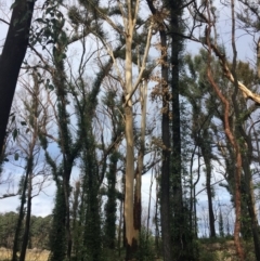 Native tree with hollow(s) (Native tree with hollow(s)) at Woodlands, NSW - 23 Jun 2020 by nickhopkins