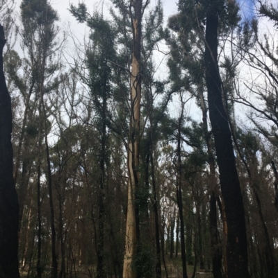 Native tree with hollow(s) (Native tree with hollow(s)) at Mogo, NSW - 24 Jun 2020 by nickhopkins