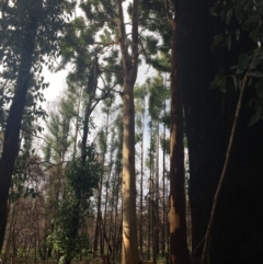 Native tree with hollow(s) (Native tree with hollow(s)) at Mogo, NSW - 24 Jun 2020 by nickhopkins