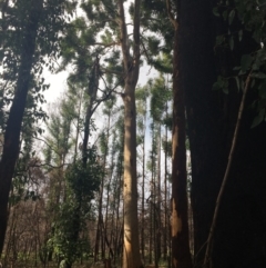 Native tree with hollow(s) (Native tree with hollow(s)) at Mogo, NSW - 24 Jun 2020 by nickhopkins