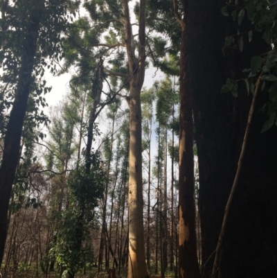 Native tree with hollow(s) (Native tree with hollow(s)) at Mogo, NSW - 24 Jun 2020 by nickhopkins