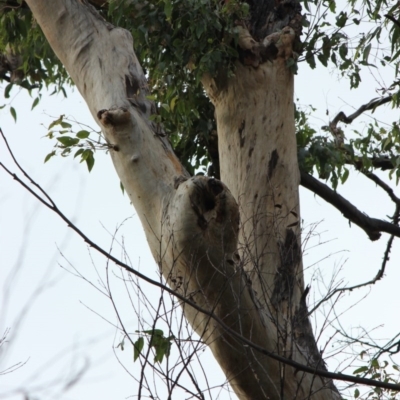 Native tree with hollow(s) (Native tree with hollow(s)) at Mogo, NSW - 24 Jun 2020 by nickhopkins