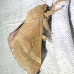 Abantiades hyalinatus (Mustard Ghost Moth) at Broughton Vale, NSW - 24 Jun 2020 by Nivlek