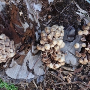 Mycena 'clarkeana group' at Hughes, ACT - 23 Jun 2020