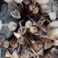 Mycena 'clarkeana group' at Hughes, ACT - 23 Jun 2020