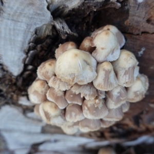 Mycena 'clarkeana group' at Hughes, ACT - 23 Jun 2020