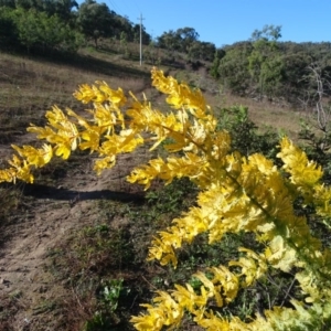 Acacia baileyana at Jerrabomberra, ACT - 25 Jun 2020