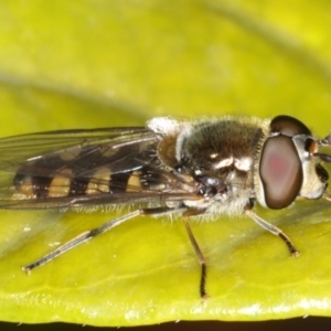 Melangyna viridiceps at Ainslie, ACT - 21 Jun 2020